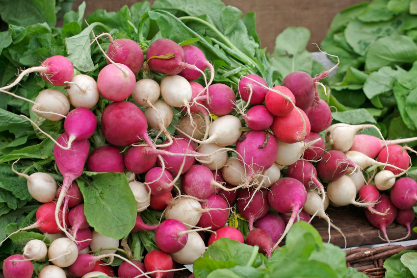 Radish Harvest